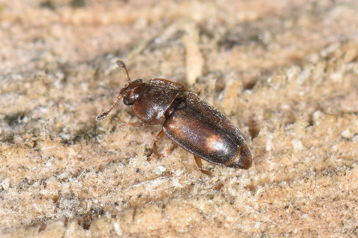 Nitidulidae: Epuraea guttata? S, femmina